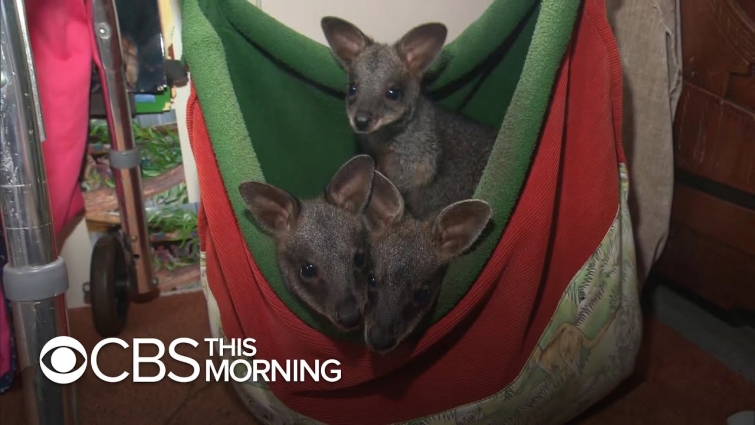 Australian rescue group helps animals pushed out of their habitats by fires