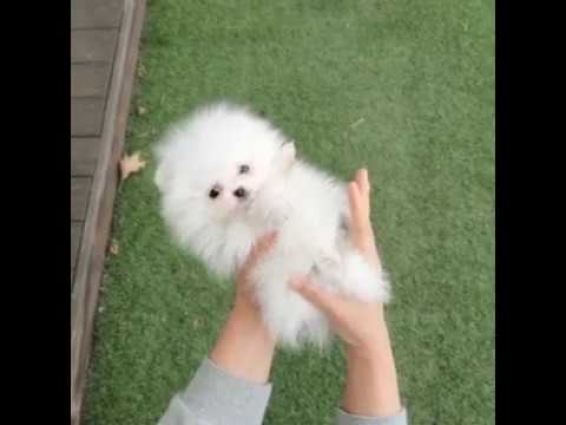 White Pomeranian Puppies For Sale | Pom Palace