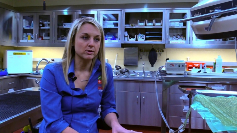 Being a Zoo Veterinarian – Working with Different Animals