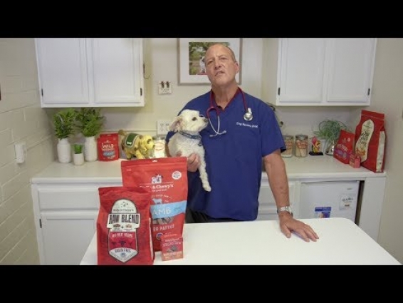 How to Know if Your Pet Has Food Sensitivities with Veterinarian Greg Martinez