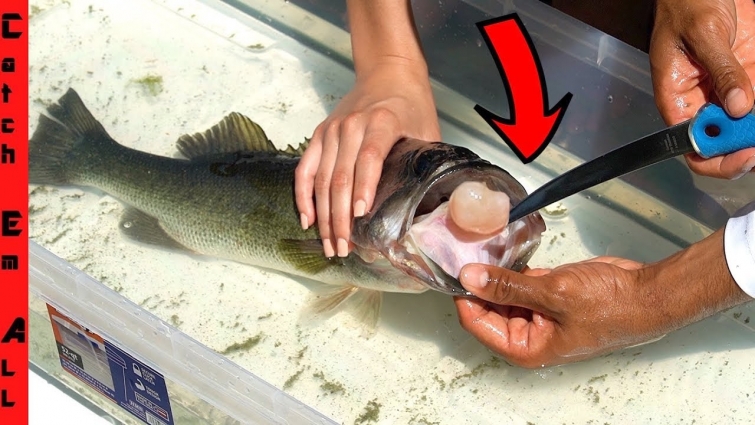 FISH SURGERY for CANCER! **TUMOR inside FISH**
