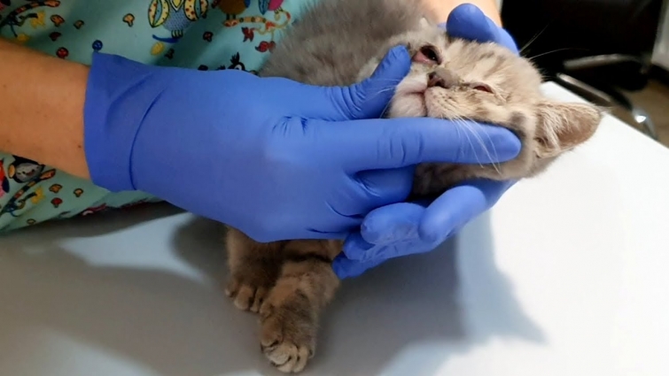 Wash the eyes of the sick kitten