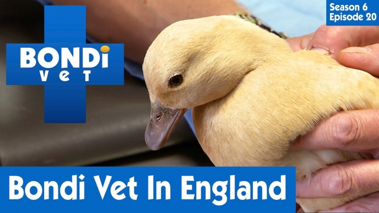 🦆 Bondi Vet Visits England | S06E20 | Bondi Vet