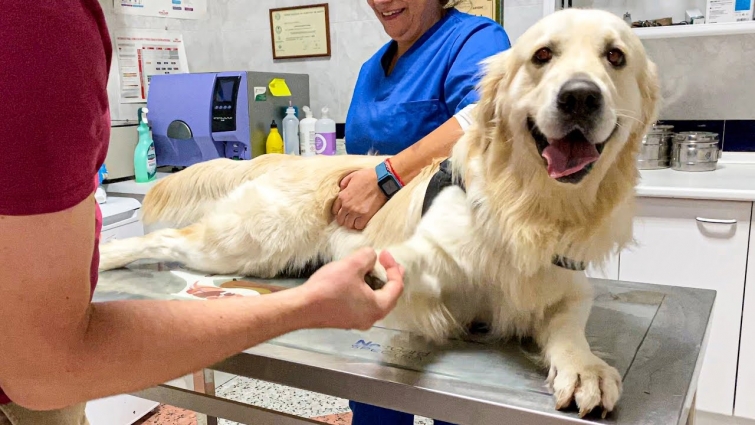 My Dog Loves a Visit to the Vet