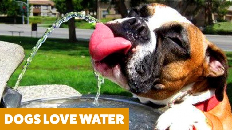 Funny Dogs Videos! Dogs vs Water  | Funny Pet Videos
