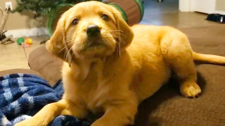 Cute Puppies Videos!!  🐶