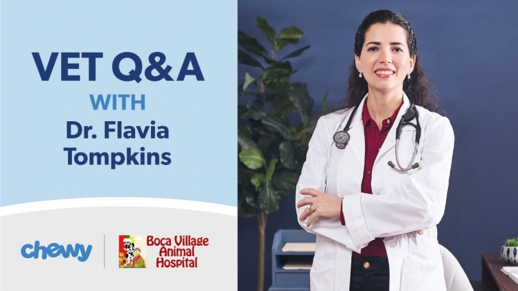 Veterinarian Dr. Flavia Answers Your Pet Health Questions | Chewy