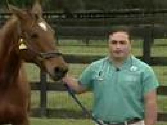 Career Profiles in Veterinary Medicine: Equine Practitioner
