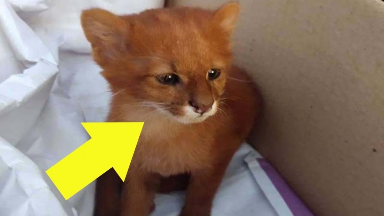 Pet Kitten Won’t Stop Growing, Vet Looks Closely At X Ray And Sees Why