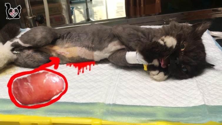 Saving poor kitten has a Tumor inside – Vietnam Animal Vet Clinic