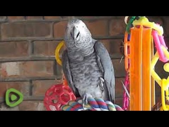 Talking parrot offers consoling words regarding the coronavirus