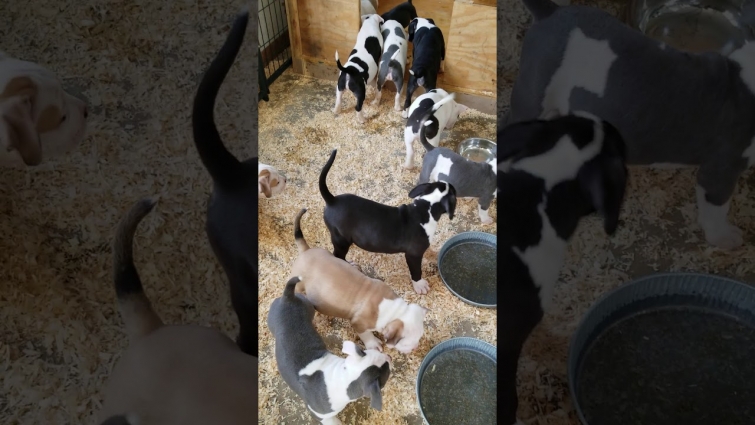 American Bully Puppies: Vet Day