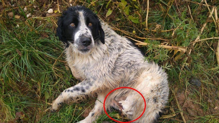 Rescue Poor Dog was Hit by Train Cut Off 2 Legs Blooding 3 Days without any Help
