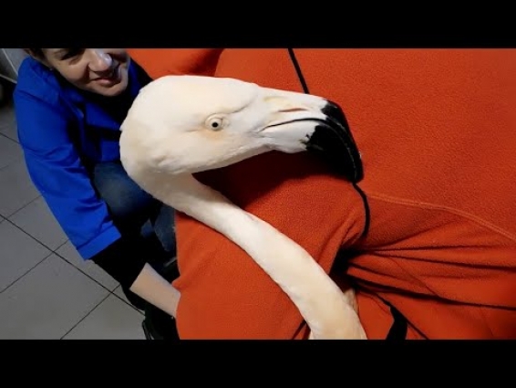 Один день из жизни "айболитов" (Часть 1)/One day in the life of "Dr. Dolittle" (Part 1)