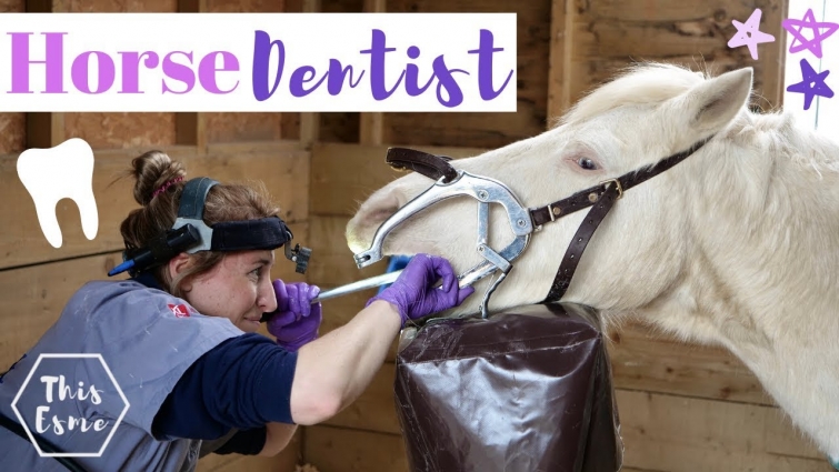 Horse Dentist Visit! | This Esme