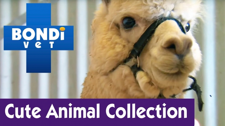 Cute Animal Collection #21 | Bondi Vet