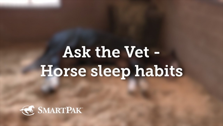 Ask the Vet – Horse sleep habits
