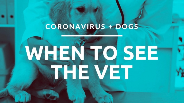Coronavirus + Dogs: My dog needs to go to the Veterinarian, what should I do?