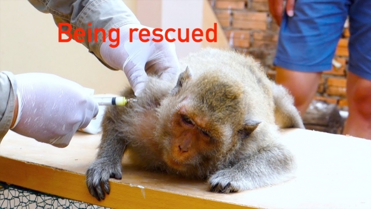 Being rescued! Malina is being rescued and well care by vet