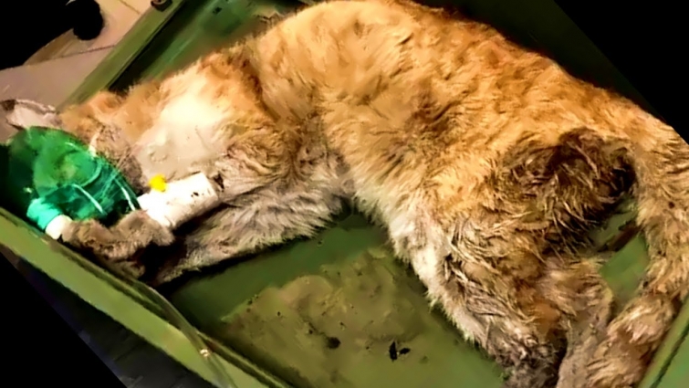 Rescue Poor Cat Was Hit By Car – Vet said He needs to be euthanized – But Rescuer doesn't give up