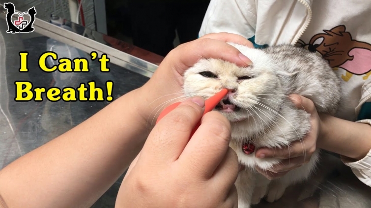 Saving and Healing for “shortness of breath” Cat | Vietnam Animal Vet clinic