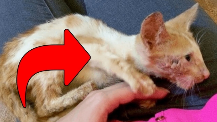 The Vet Thought This Kitten Should Be Put Down, But His Transformation Left Everyone Astonished