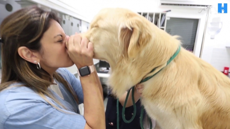 CONTENT VIDEO I HVET I VETERINARY HOSPITAL I SÃO PAULO I BRAZIL