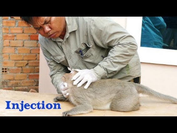 Malina Monkey Is Given An Injection To Cure Her Illness By Vet