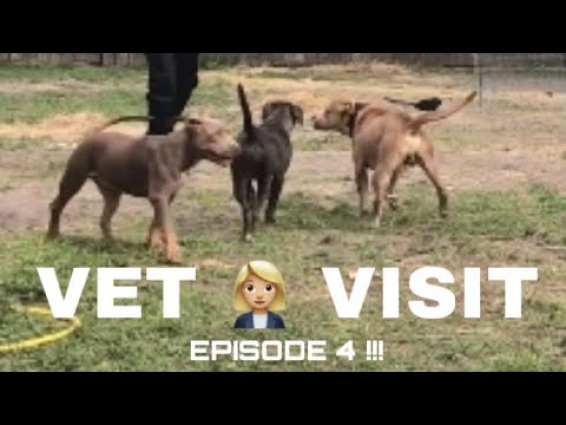 Xl Bully Vet Visit & New Kennel Setup – Episode 4
