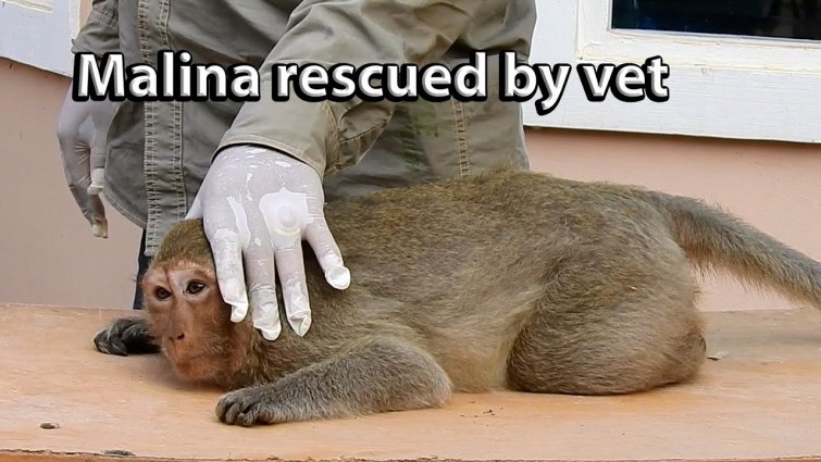 The weakness mom Malina rescued by vet, because she is very exhaust and no power.