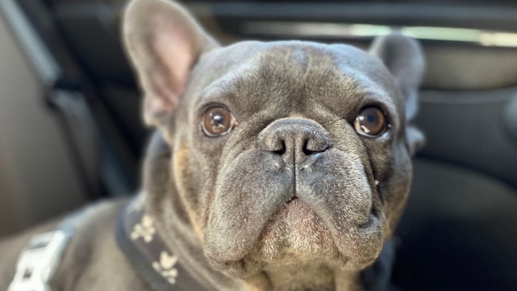 My Dog Needs Surgery / Please Help Us