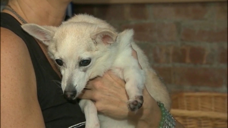 Veterinarians are considered 'essential' and work on the front lines