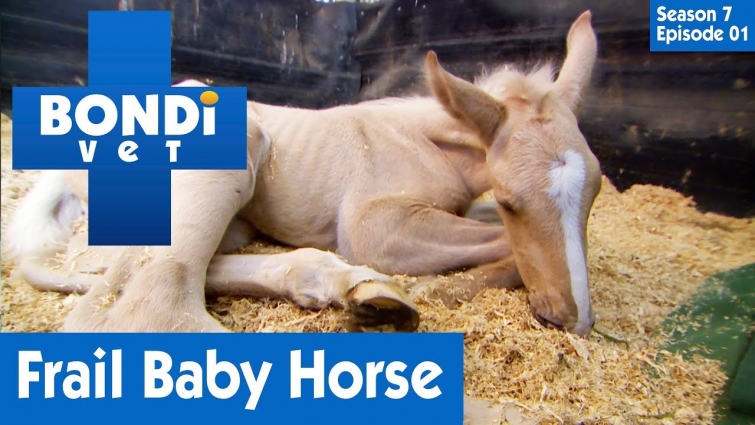 🐴 Saving A Frail Foal | FULL EPISODE | S07E01 | Bondi Vet