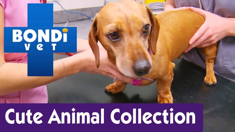 Cute Animal Collection #22 | Bondi Vet