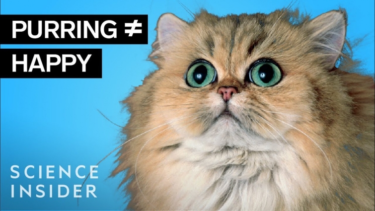 Veterinarians Debunk 13 Cat Myths