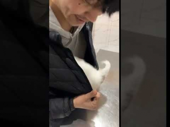 Puppy Hides Inside Owner's Jacket at Vet's – 1101643