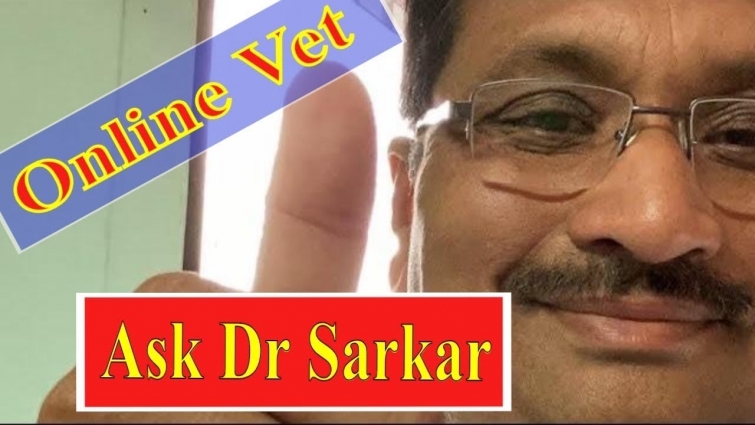 Talk to veterinarian