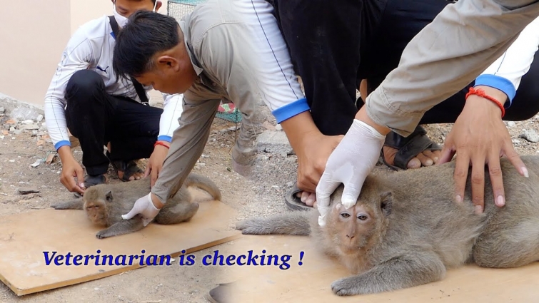 Malina in a serious condition – The veterinarian is checking hope alive is little percentage – 1044