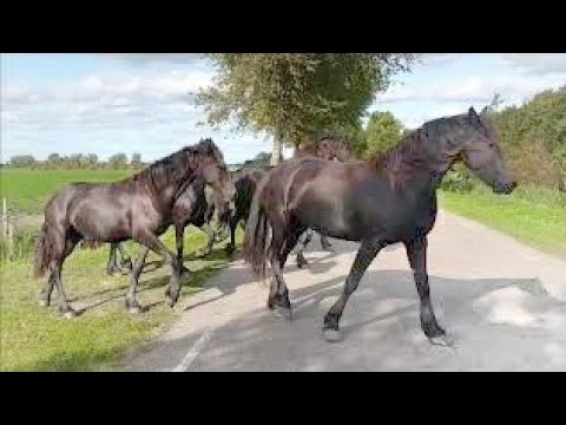 Oh no… Eefje is sick! The vet has to take a look at that! Friesian horses.