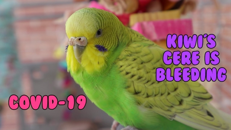 Emergency Care For Kiwi – Lockdown Might Might Mean that Vet Clinics Closing Down 😔