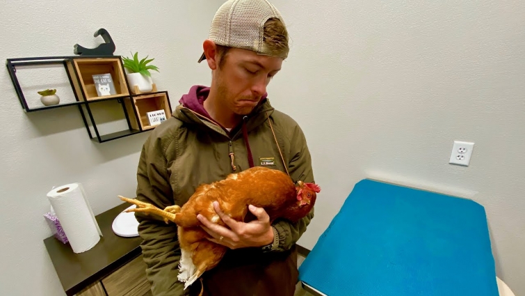 Our Chicken Is Sick (Vet's Diagnosis And Cost)