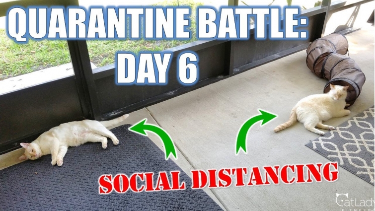 Kitty Battles in Quarantine: DAY 6 (Social Distancing.. are we doing it right?) 😻💪🏼