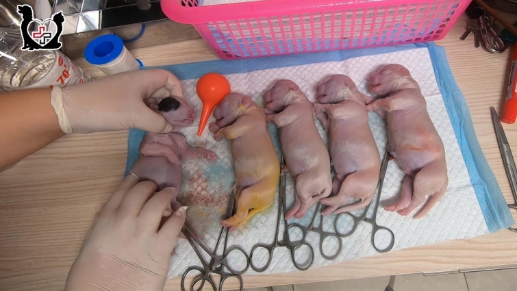 Saving 5 Tiny Newborn puppies | Vietnam Animal vet Clinic