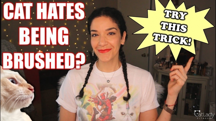 How to brush your cat (when they DON'T like it) – my EASY, EFFECTIVE trick!! 🙀🙌🏼