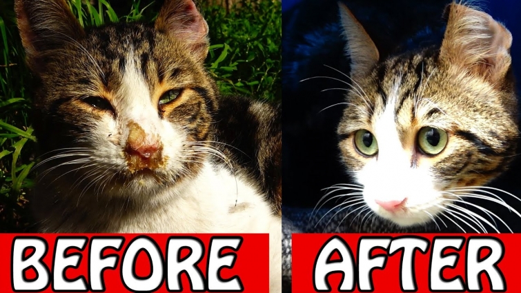 Abandoned sick cat taken to vet ( cat rescue )