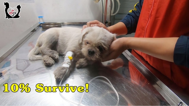 This dog Died to live again | Vietnam Animal Vet Clinic