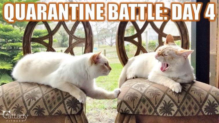 Kitty Battles in Quarantine: DAY 4 (Nature Sounds ASMR Edition – no music) 😻💪🏼