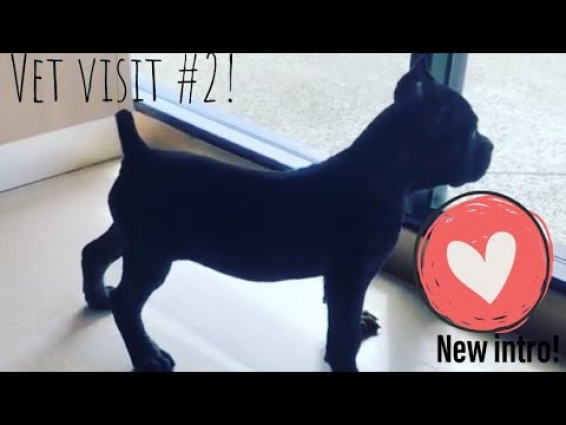 Cane Corso vet visit