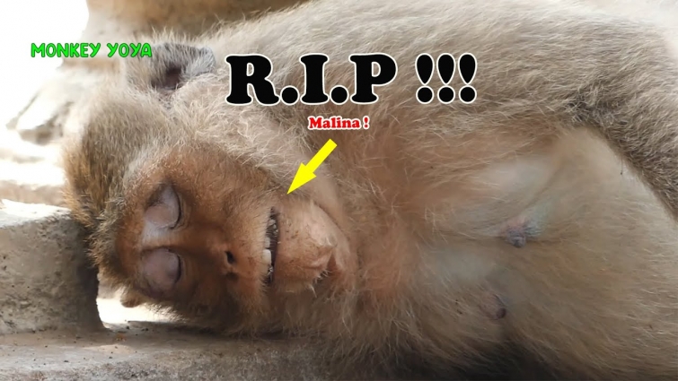 R.I.P 😪😪😪 Malina passed away today after rescued by vet yesterday