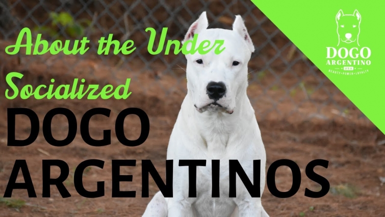 UNDERSTANDING DOG SOCIALIZATION AND UNDER SOCIALIZATION IN DOGO ARGENTINO DOGS